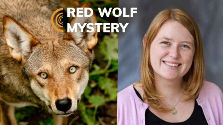 Solving a Red Wolf Mystery with Biologist Elizabeth Heppenheimer