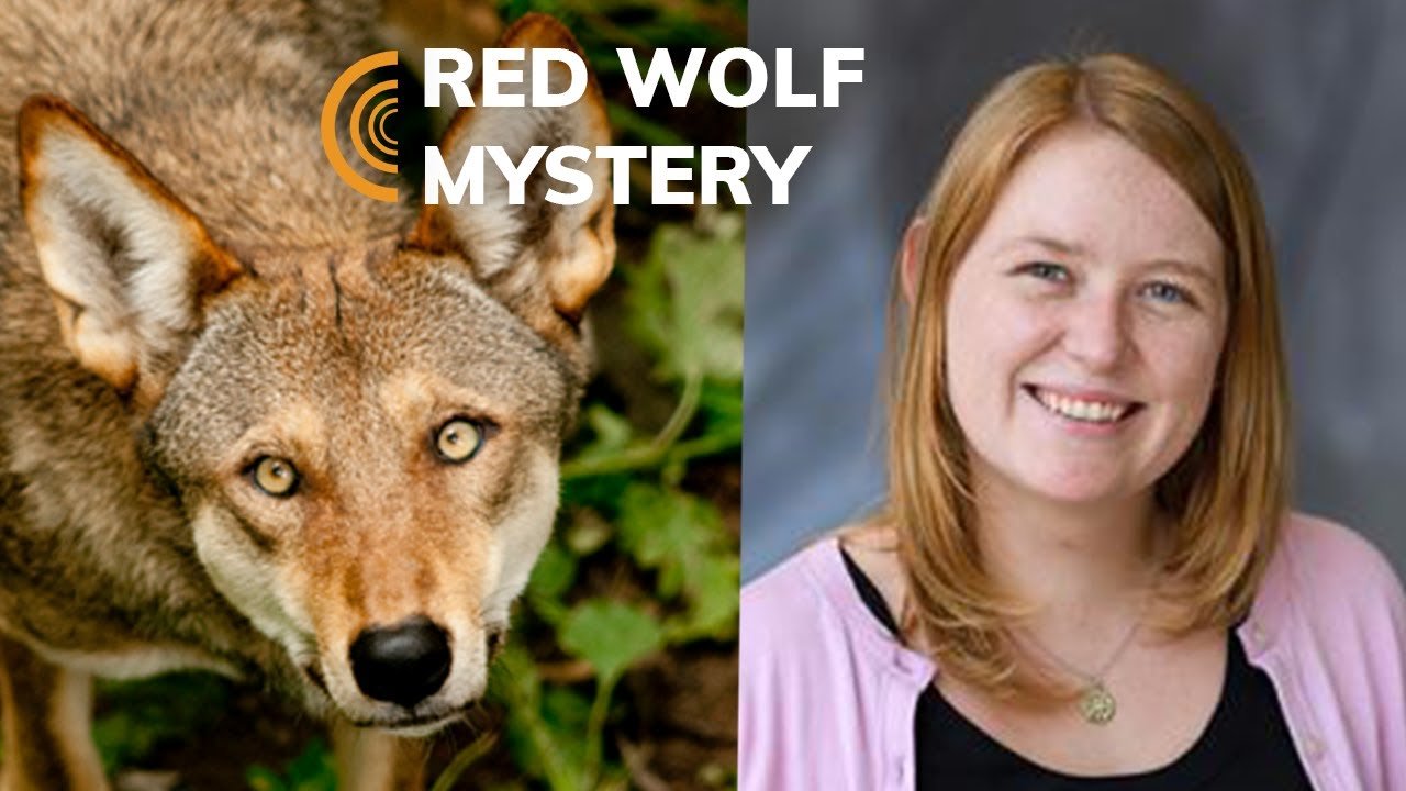 Solving a Red Wolf Mystery with Biologist Elizabeth Heppenheimer