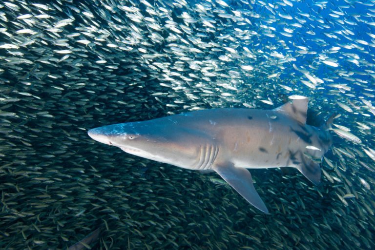 Are Shark Attacks On the Rise in New York?