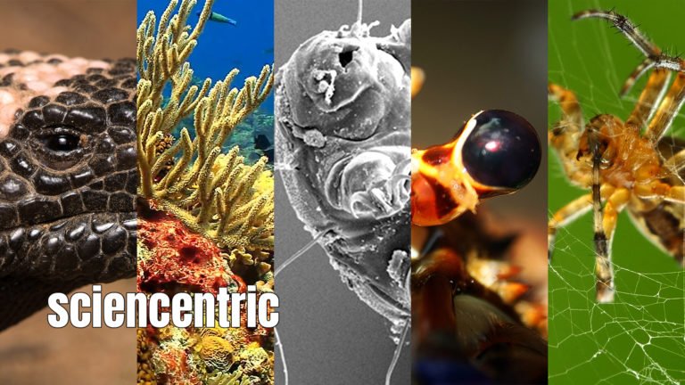 Biomimicry: 5 Amazing Creations Inspired by Nature