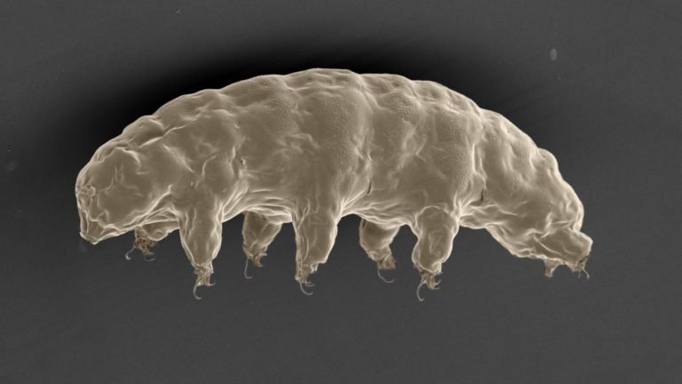 How Tardigrades Withstand Lethal Radiation